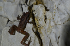 Eleutherodactylus cystignathoides