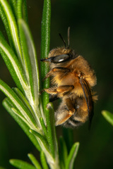 Anthophora crinipes