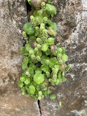 Hydrocotyle hirsuta