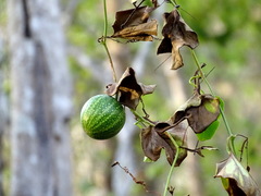 Cionosicys excisus, photograph Alexis López Hernández, CC BY, iNaturalist via GBIF