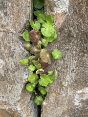 Hydrocotyle hirsuta