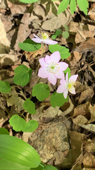 Thalictrum thalictroides