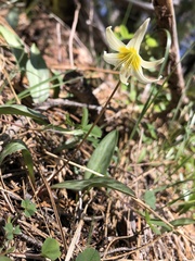 Erythronium citrinum