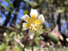 Erythronium citrinum