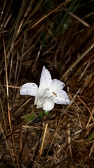 Wahlenbergia pygmaea pygmaea