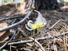 Erythronium citrinum