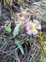 Erythronium citrinum