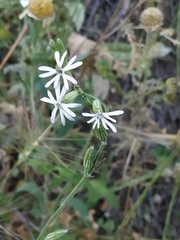 Silene nutans