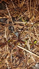 Wahlenbergia pygmaea pygmaea