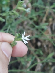 Silene nutans