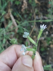 Silene nutans