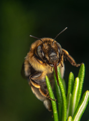 Anthophora crinipes