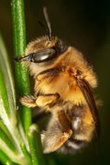 Anthophora crinipes