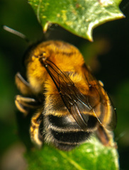 Anthophora crinipes