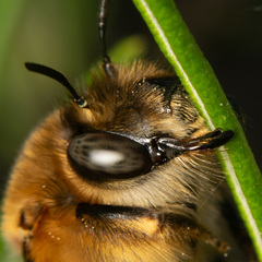 Anthophora crinipes