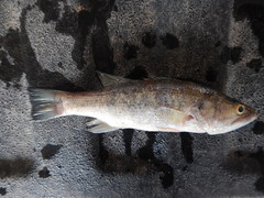 Micropterus salmoides