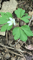 Anemonoides quinquefolia