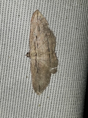 Austrocidaria gobiata