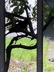 Turdus merula