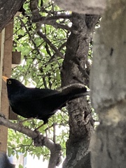 Turdus merula