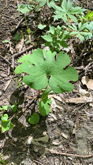 Sanguinaria canadensis
