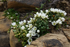 Gentianella saxosa