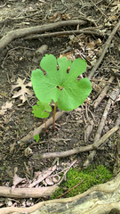 Sanguinaria canadensis