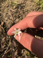 Hepatica acutiloba