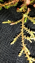 Lepidothamnus laxifolius