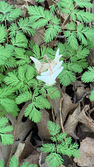 Dicentra cucullaria