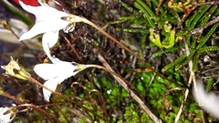 Wahlenbergia pygmaea