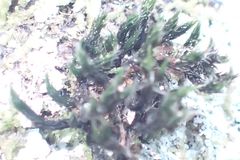 Selaginella rupestris