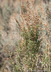 Atriplex torreyi