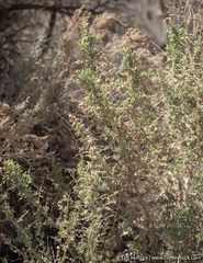 Atriplex torreyi