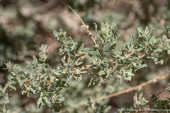 Atriplex torreyi