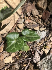 Asarum marmoratum
