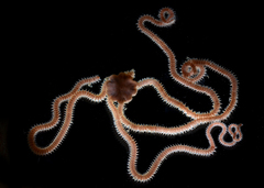 Amphiodia urtica