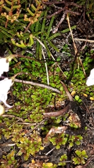 Wahlenbergia pygmaea