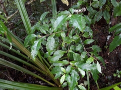 Coprosma tenuifolia