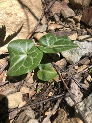 Asarum marmoratum