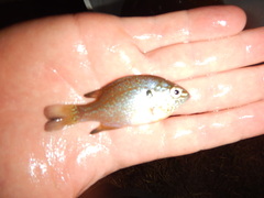 Lepomis marginatus