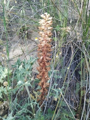 Orobanche amethystea