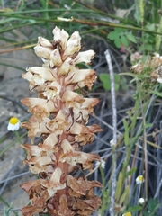 Orobanche amethystea