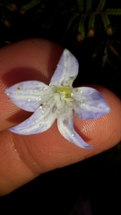 Wahlenbergia pygmaea