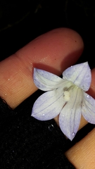 Wahlenbergia pygmaea