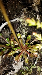 Wahlenbergia pygmaea