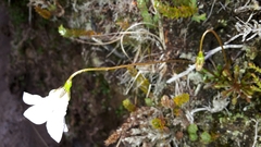 Wahlenbergia pygmaea