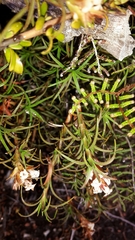 Dracophyllum recurvum