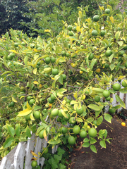 Citrus × latifolia