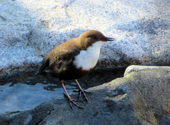 Cinclus cinclus